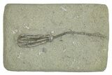 Fossil Crinoid (Abrotocrinus) - Crawfordsville, Indiana #291786-1
